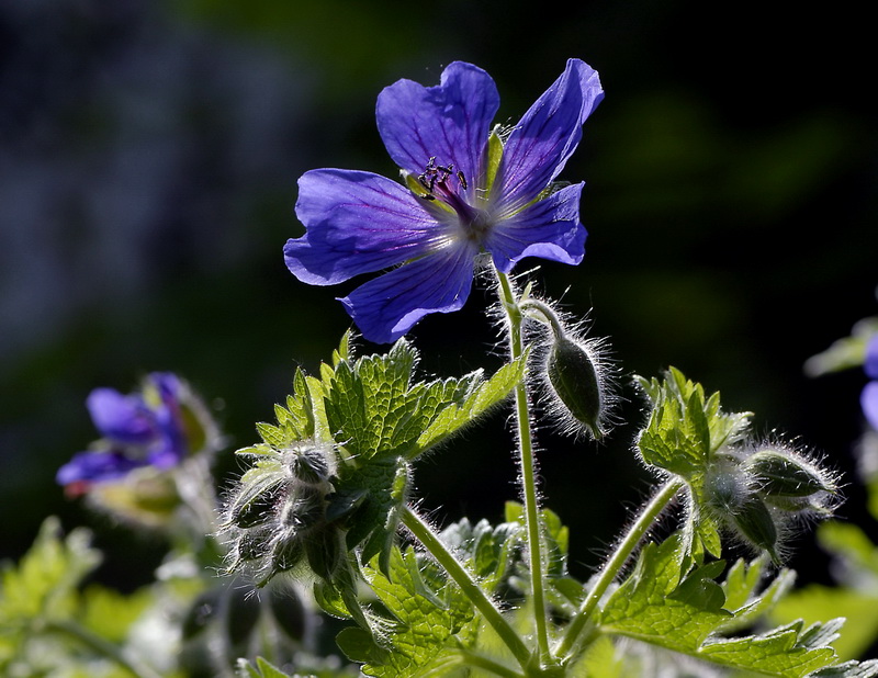 Blume_DDD9735_Bildgröße ändern.jpg